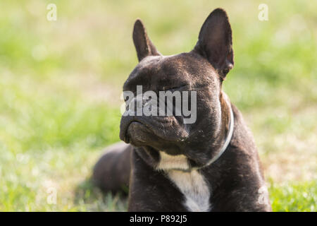 Carino bulldog francese cane risiede nell'erba a backyard Foto Stock