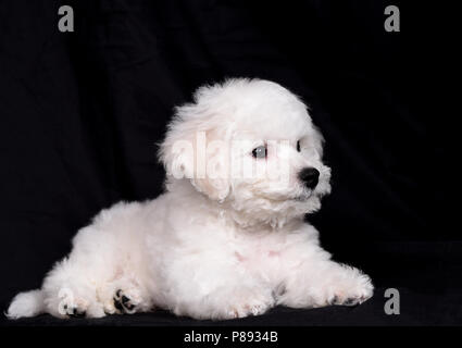Bichon Frise (parentesi cagnolino) cucciolo. Una piccola razza di cane del Bichon tipo. Il Bichon Frise è un membro del gruppo Non-Sporting di razze di cani in t Foto Stock