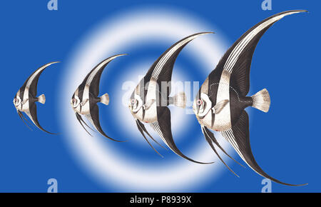 Migliorate digitalmente immagine di Pterophyllum scalare, più comunemente denominato angelfish o freshwater angelfish, o a volte semplicemente scalare. vari s Foto Stock