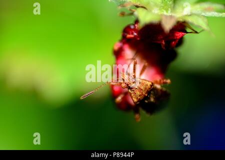 Grande schermo marrone bug su fragola in natura verde Foto Stock