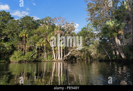 Chassahowitzka National Wildlife Refuge Foto Stock