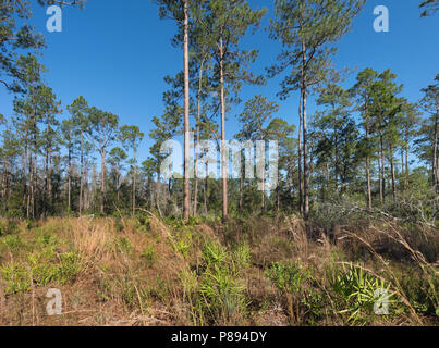 In legno di pino in Colt Creek State Park, Florida, Stati Uniti d'America Foto Stock