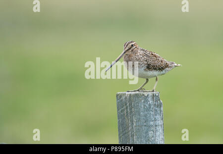 Beccaccino (Gallinago gallinago) arroccato su di un palo da recinzione Foto Stock