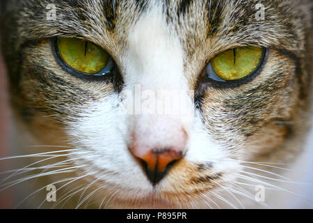 Close-up di Shorthair cat face Foto Stock