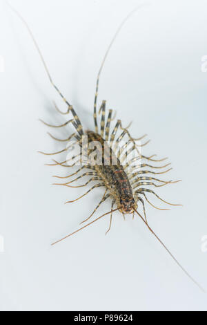 Casa centopiedi Foto Stock