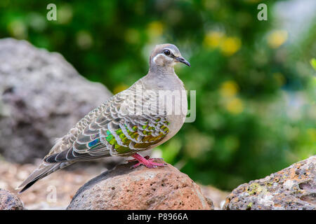 Comune Femmina Bronzewing Foto Stock