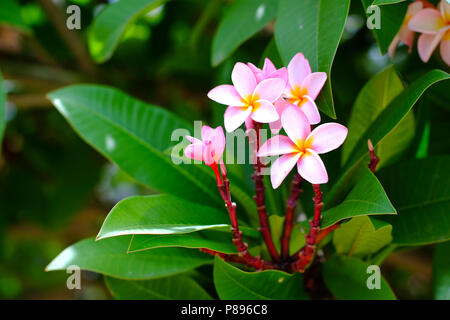 Plumeria fiore colore rosa e bianco frangipani fiore tropicale, gruppo di plumeria fiori su albero Foto Stock