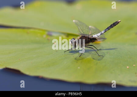 Imago Sierlijke witsnuitlibel; Adulti Whiteface Lilypad Foto Stock