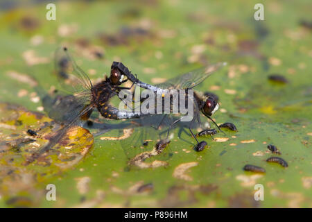 Imago Sierlijke witsnuitlibel; Adulti Whiteface Lilypad Foto Stock