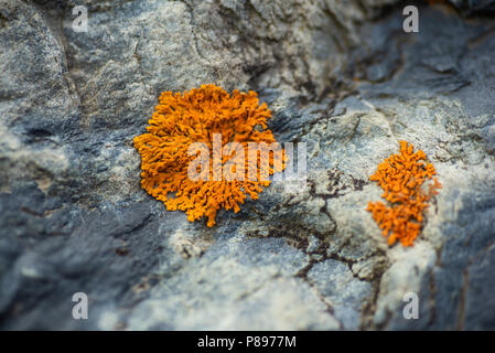 Elegante sunburst licheni su una patch di roccia. Foto Stock