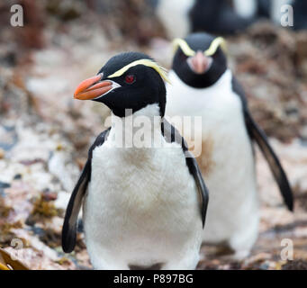 Insidie Penguin (Eudyptes robustus) sulle insidie, un sub antartiche isola gruppo sud off Nuova Zelanda Foto Stock