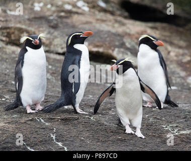 Quattro insidie pinguini (Eudyptes robustus) permanente sulla insidie, un sub antartiche isola gruppo sud off Nuova Zelanda Foto Stock