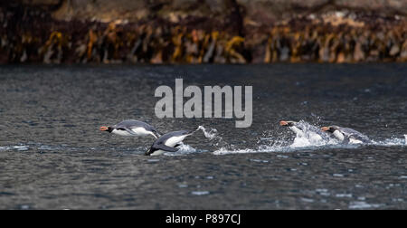 Nuoto insidie pinguini (Eudyptes robustus) sulle insidie, un sub antartiche isola gruppo sud off Nuova Zelanda Foto Stock