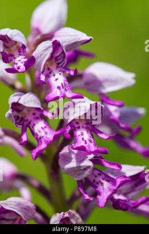 Soldaatje, Orchidea militare Foto Stock