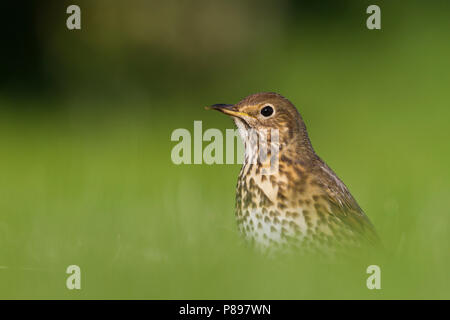 Tordo Bottaccio - Singdrossel - Turdus philomelos, Germania, per adulti Foto Stock