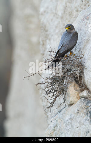 Fuligginosa Falcon - Schieferfalke - Falco concolor, Oman, adulti Foto Stock