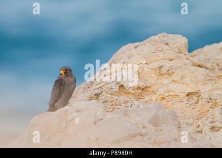 Fuligginosa Falcon - Schieferfalke - Falco concolor, Oman, adulti Foto Stock