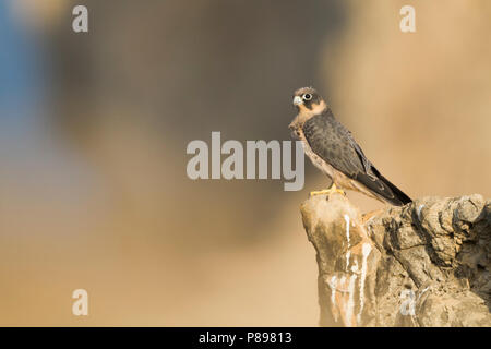 Fuligginosa Falcon - Schieferfalke - Falco concolor, Oman, capretti Foto Stock