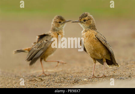 Spike-sbandata Lark (Chersomanes albofasciata) Foto Stock