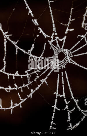 Berijpte spinnenweb, smerigliato spider web Foto Stock