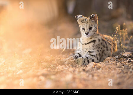 Egsotic gatto selvatico, Serval cat ritratto da vicino Foto Stock