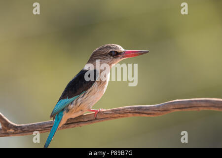 Woodland kingfisher, forest king fisher Foto Stock