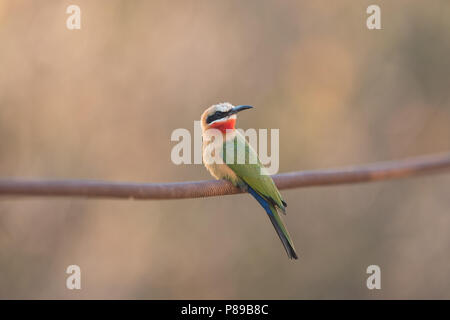 Con facciata bianca bee eater bird Meropidae Foto Stock