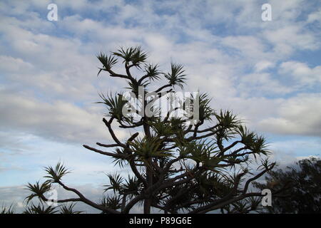 Il tahitiano pino di vite (palme pandanus Tectorius Australianus) contro il cielo blu Foto Stock