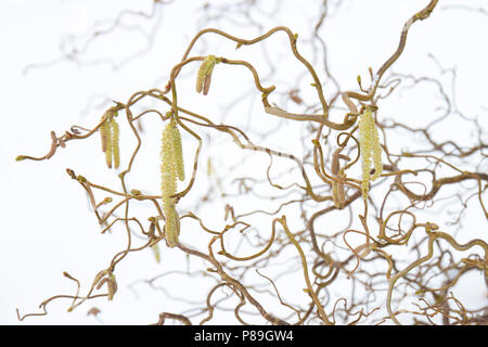 Tortuose di nocciolo (Corylus avellana Contorta "') amenti su un arbusto dopo una pesante caduta di neve. Powys, Galles. Marzo. Foto Stock