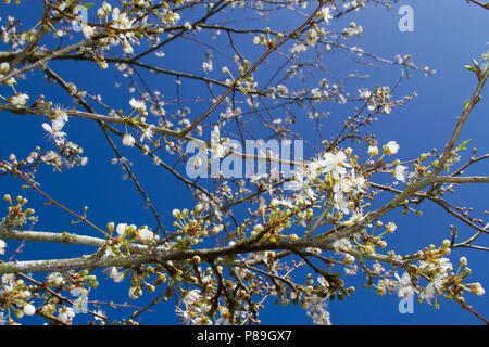 Cherry Plum (Prunus cerasifera) fiori su un piccolo albero. Powys, Galles. Aprile. Foto Stock