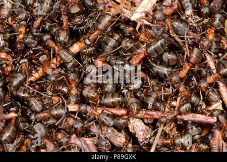 In legno rosso (formiche formica rufa) lavoratori adulti massing sulla parte superiore del nido in primavera. Il Dorset, Inghilterra. Aprile. Foto Stock