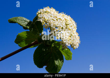 Wayfaring Tree (Viburnum lantana) fioritura. Sulla South Downs. Nr Seaford, Sussex, Inghilterra. Maggio. Foto Stock