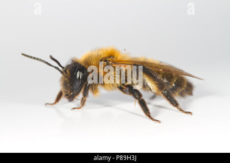 Il cioccolato Mining-bee (Andrena scotica) femmina adulta fotografata su uno sfondo bianco. Powys, Galles. Maggio. Foto Stock