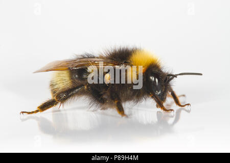 Forest Cuckoo Bumblebee (Bombus sylvestris) femmina adulta fotografata su uno sfondo bianco. Powys, Galles. Maggio. Foto Stock