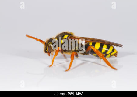 Gooden è Nomada bee (Nomada goodeniana) femmina adulta fotografata su uno sfondo bianco. La contea di Powys Galles. Maggio. Foto Stock