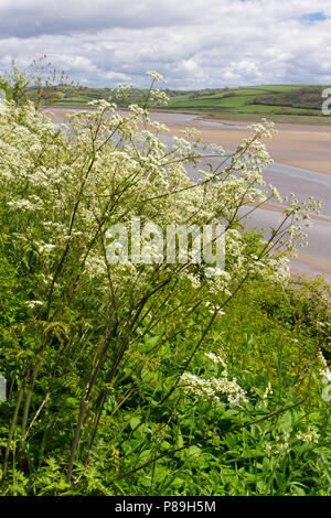 Mucca prezzemolo (Anthriscus sylvestris) fioritura vicino alla costa. Carmarthenshire, Galles. Maggio. Foto Stock