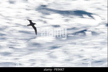 Bianco-chinned Petrel (Procellaria aequinoctialis) in volo su un sun-oceano coperto con shutterspeed lenta Foto Stock