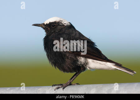 Bianco-incoronato culbianco - Saharasteinschmätzer - Oenanthe leucopyga ssp. leucopyga, Germania, maschio adulto Foto Stock