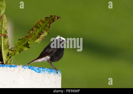 Bianco-incoronato culbianco - Saharasteinschmätzer - Oenanthe leucopyga ssp. leucopyga, Germania, maschio adulto Foto Stock