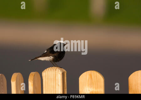 Bianco-incoronato culbianco - Saharasteinschmätzer - Oenanthe leucopyga ssp. leucopyga, Germania, maschio adulto Foto Stock