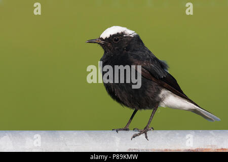 Bianco-incoronato culbianco - Saharasteinschmätzer - Oenanthe leucopyga ssp. leucopyga, Germania, maschio adulto Foto Stock