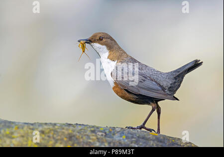 Bianco-throated Dipper, Waterspreeuw Foto Stock