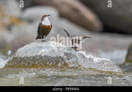 Bianco-throated Dipper, Waterspreeuw Foto Stock