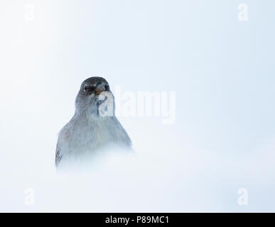 Bianco-winged Snowfinch - Schneesperling - Montifringilla nivalis ssp. nivalis, adulto, Svizzero Foto Stock