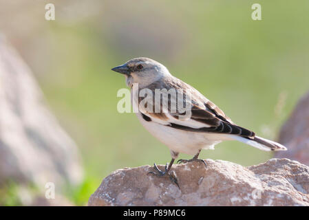 Bianco-winged Snowfinch - Schneesperling - Montifringilla nivalis ssp. leucura, adulto, Turchia Foto Stock