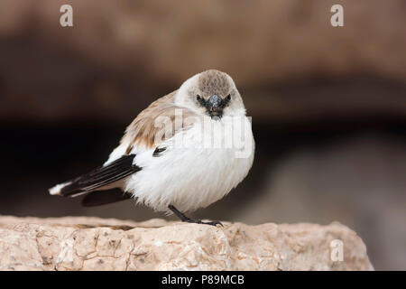 Bianco-winged Snowfinch - Schneesperling - Montifringilla nivalis ssp. leucura, adulto, Turchia Foto Stock