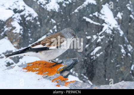 Bianco-winged Snowfinch - Schneesperling - Montifringilla nivalis ssp. nivalis, adulto, Svizzero Foto Stock