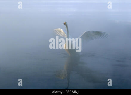 Svernamento Whooper Swan (Cygnus cygnus) su Hokkaido, Giappone Foto Stock