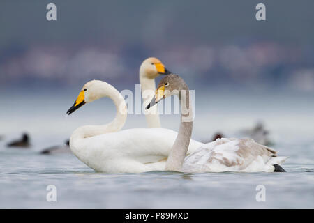 Whooper Swan - Singschwan - Cygnus cygnus, Svizzera, 2° cy con pazienti adulti Foto Stock