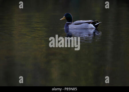 Wilde eend in de herfst; germano reale in autunno Foto Stock